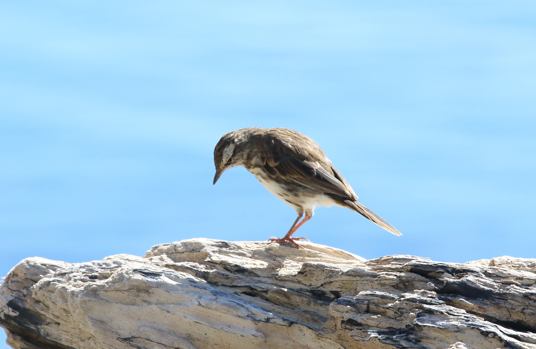 NZ Pipit.