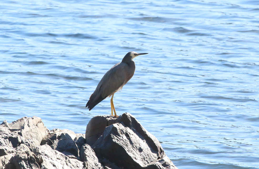 White Faced Heron.