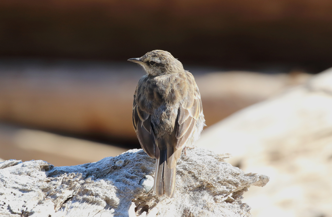 Another Pipit.