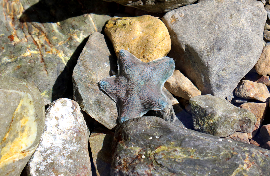 A happy starfish. It was stuck in a grubby rock pool and I moved it to a nice fresh water one. I think it was happy with its new home.