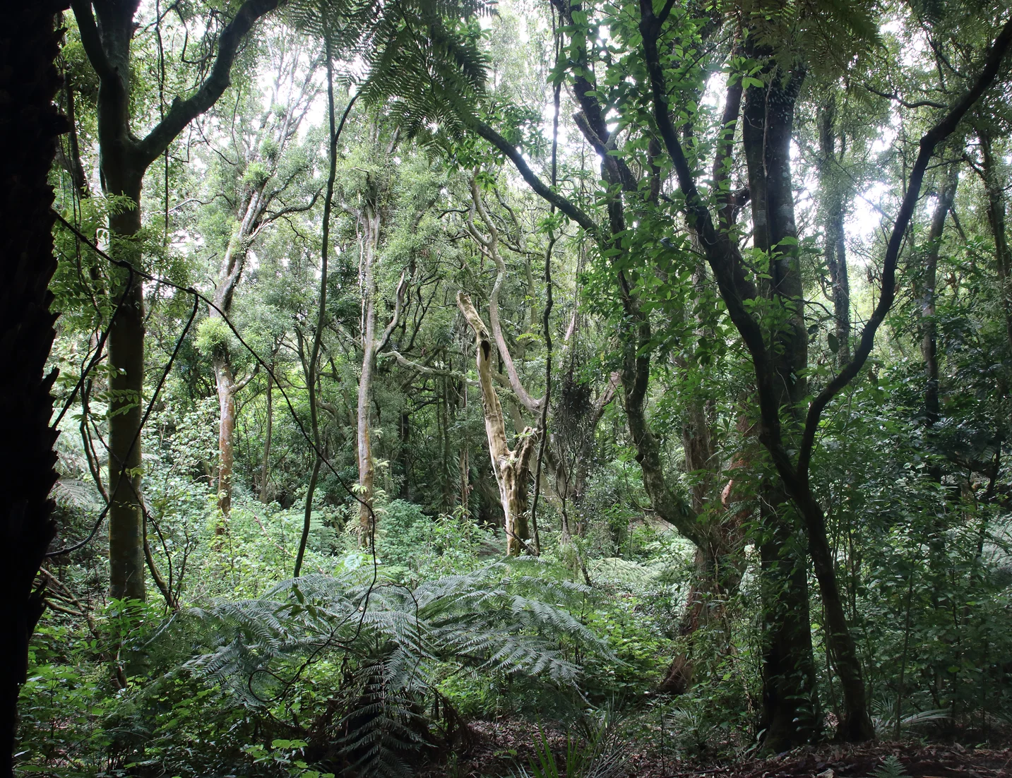 Going Places - Otari Wilton's Bush