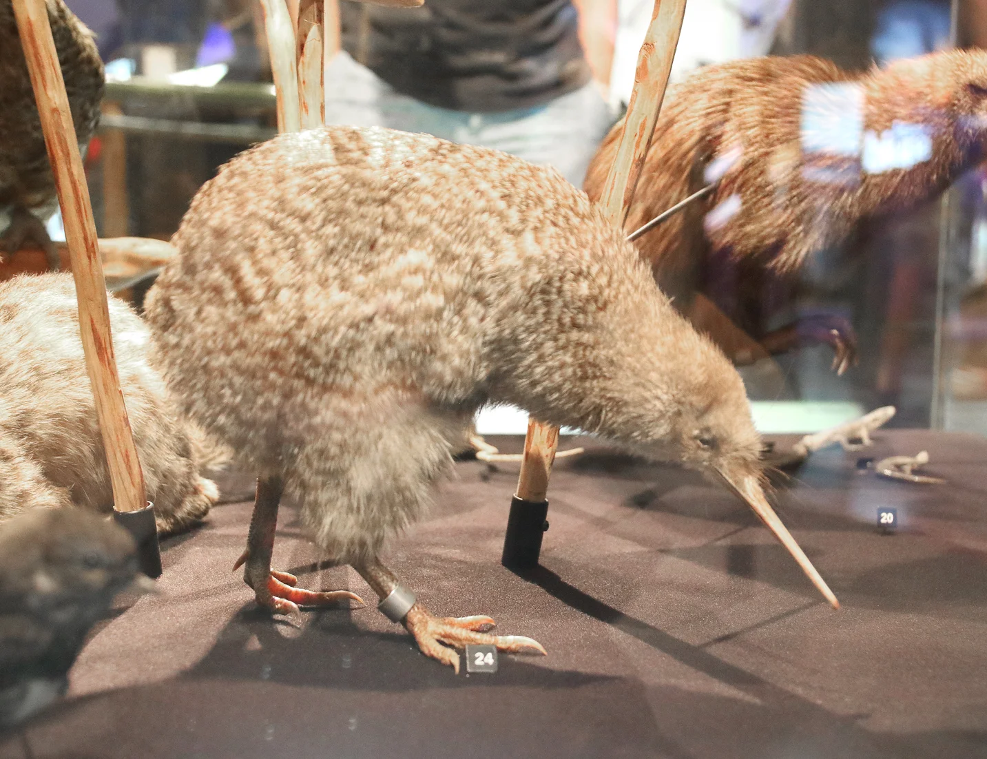 Going Places - Te Papa