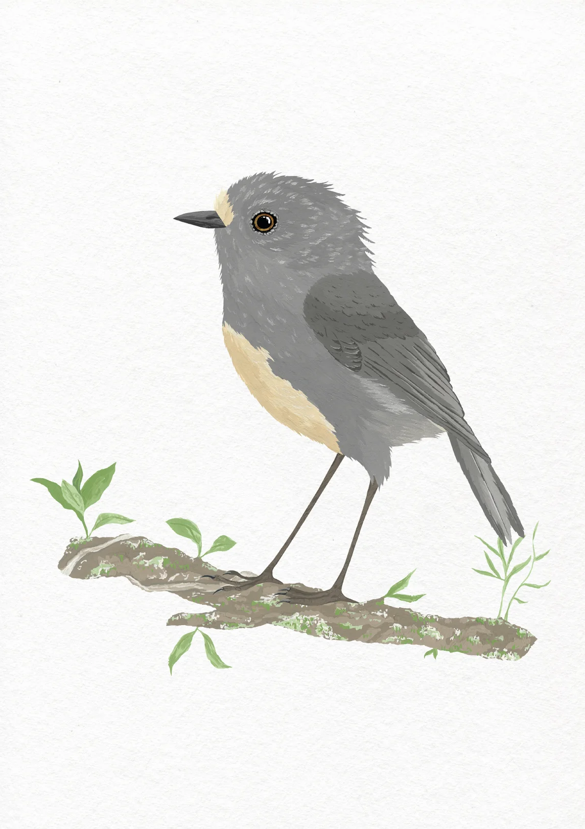 robin print on paper.jpg
