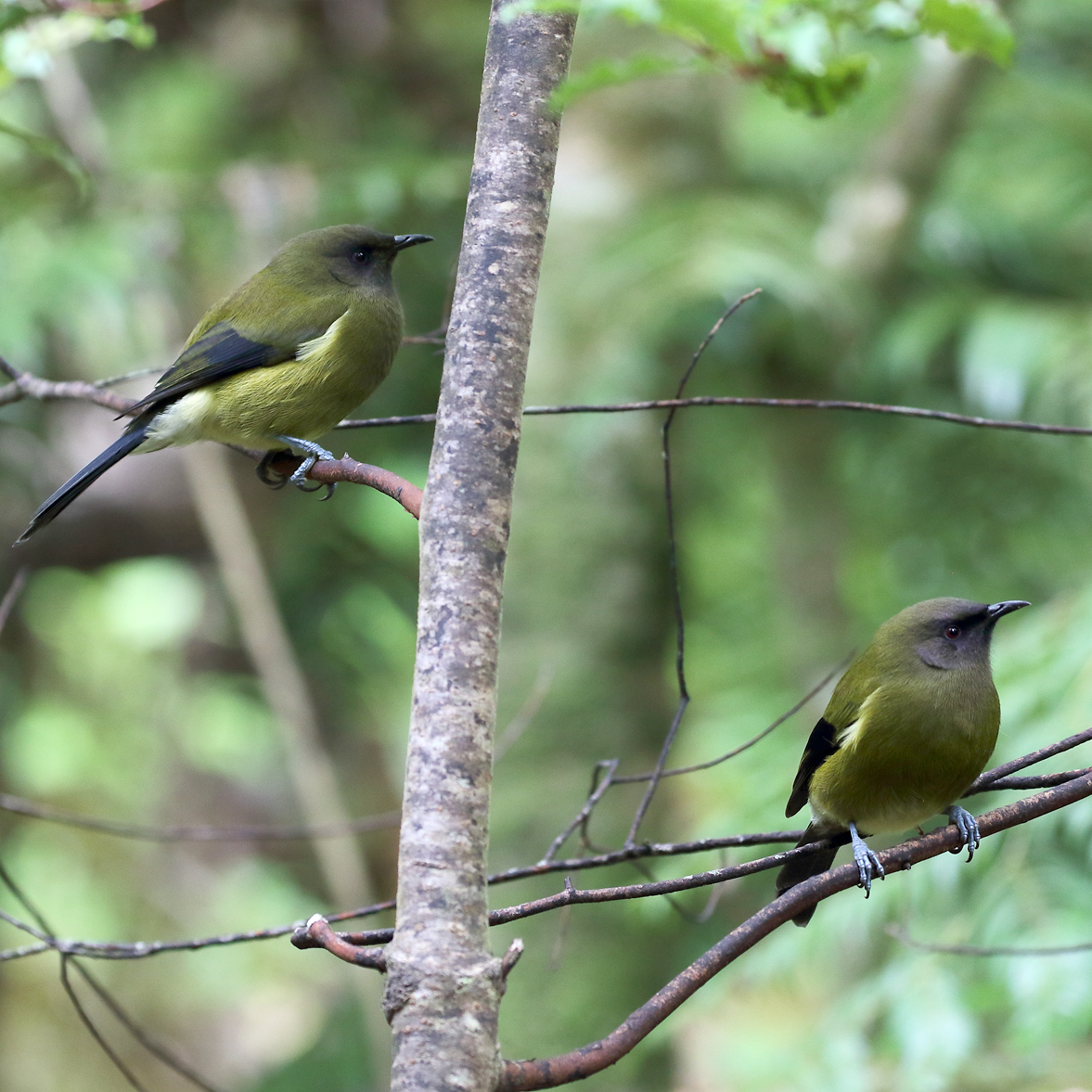 1V8A0530 kapiti bellbirds two.jpg