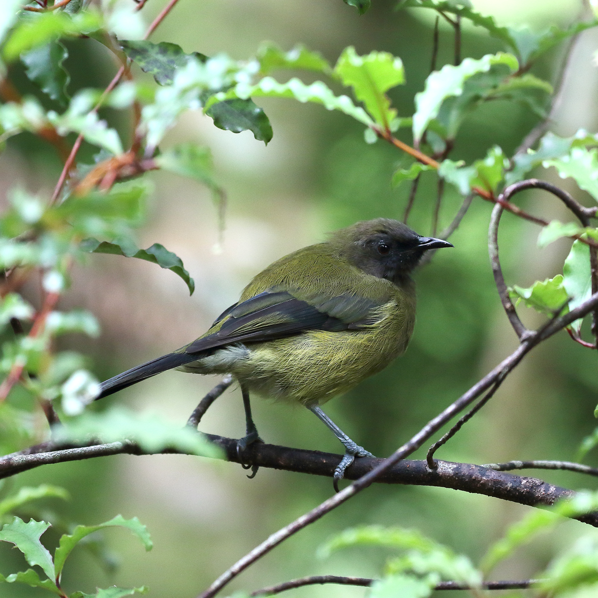 1V8A0397 kapiti baby bellbird.jpg