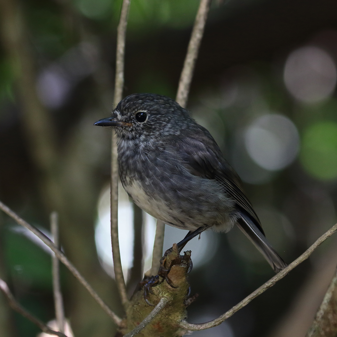 1V8A0784 kapiti robin.jpg