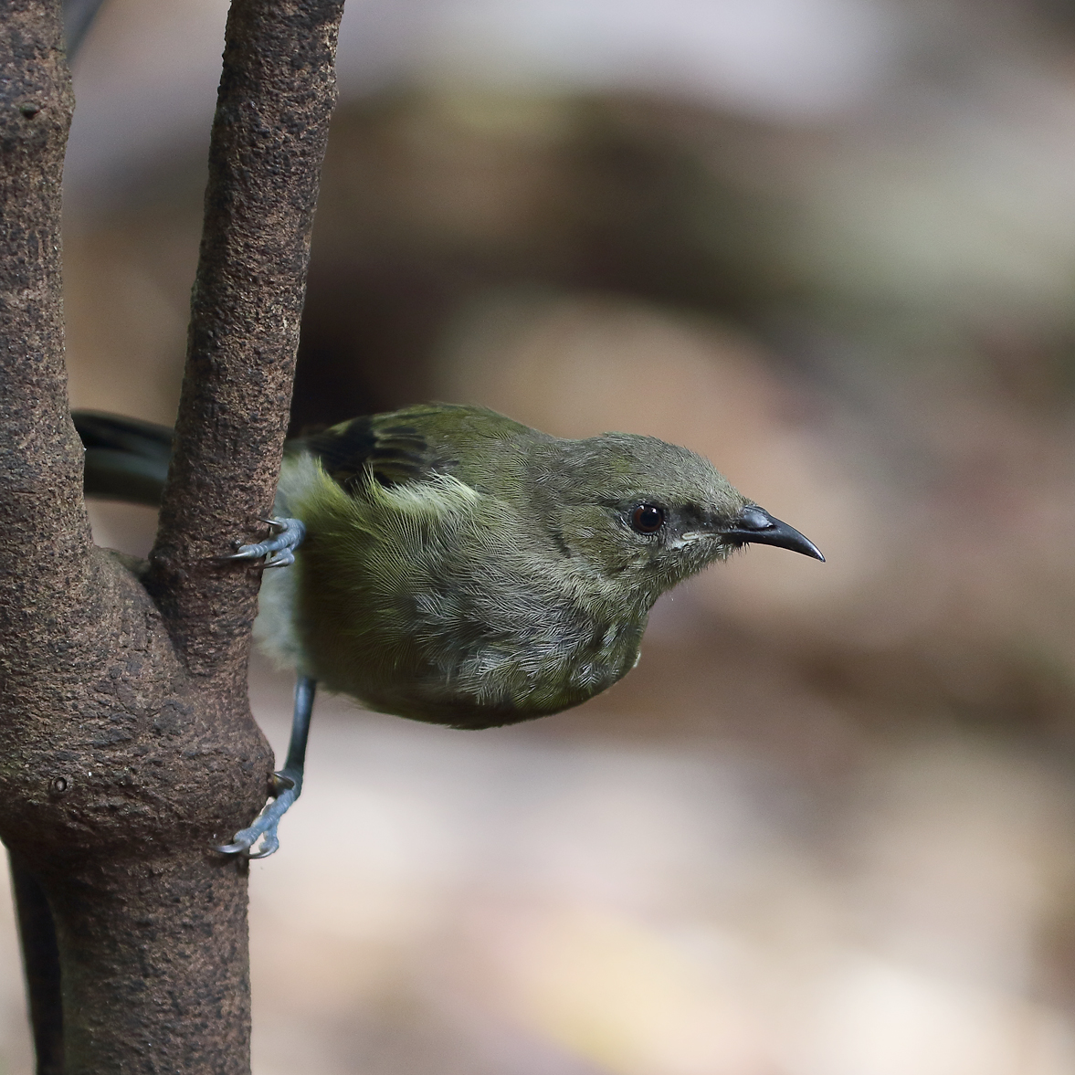 1V8A0253 kapiti bellbird.jpg