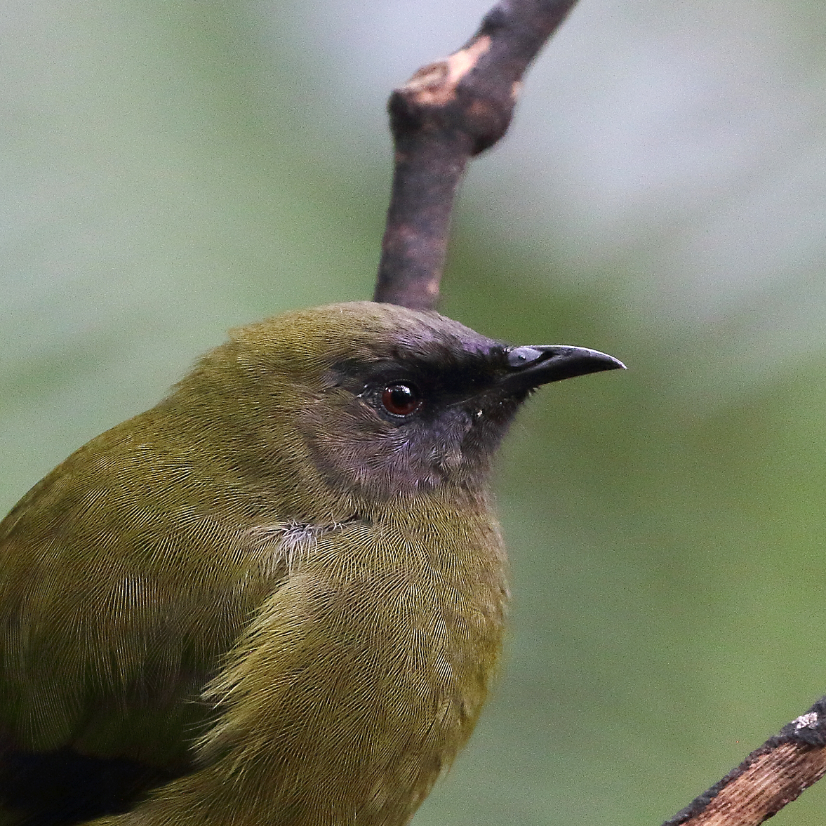 1V8A0487 kapiti bellbird slocseup.jpg