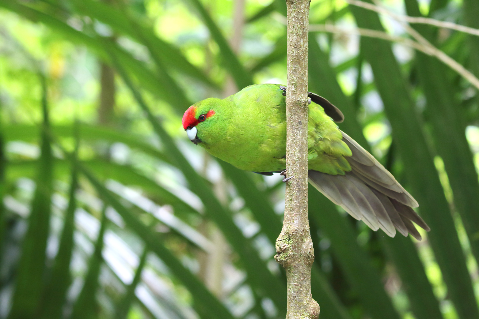 snap happy at zealandia