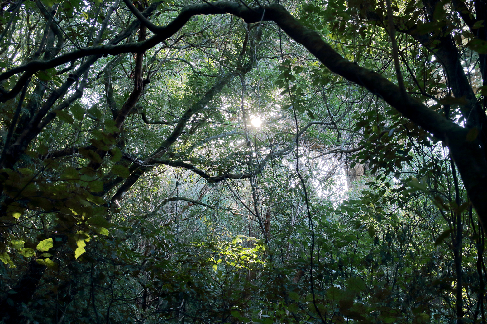 1V8A2759 zealandia landscape lr.jpg