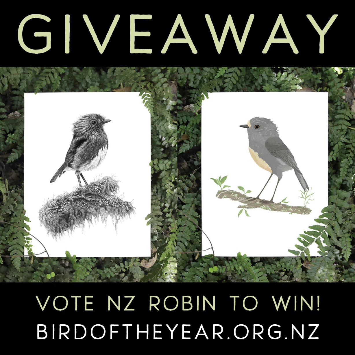bird of the year nz robin.jpg
