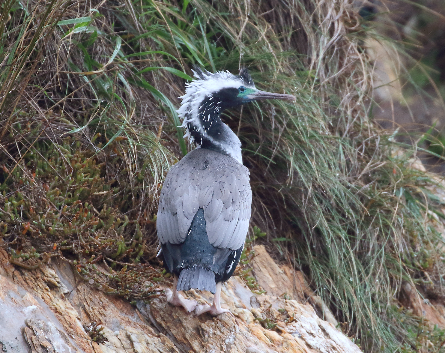 1V8A4873 spotted shag.JPG