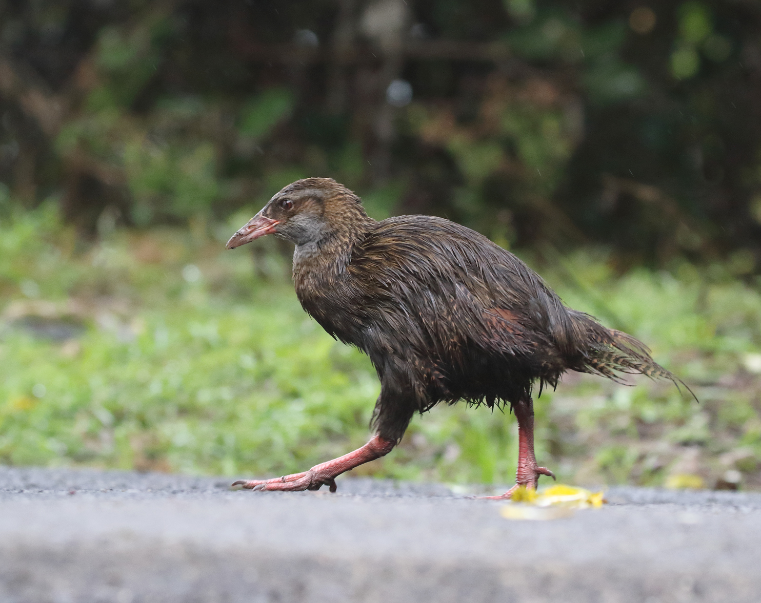 1V8A5100 soaked weka.JPG