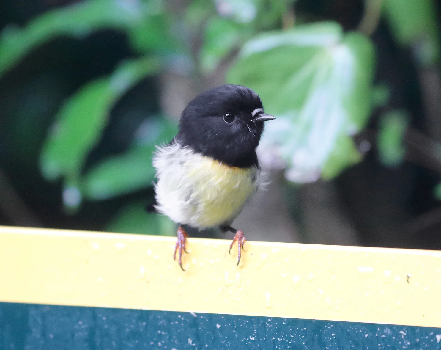 South Island Trip Part 2 - Blumine Island