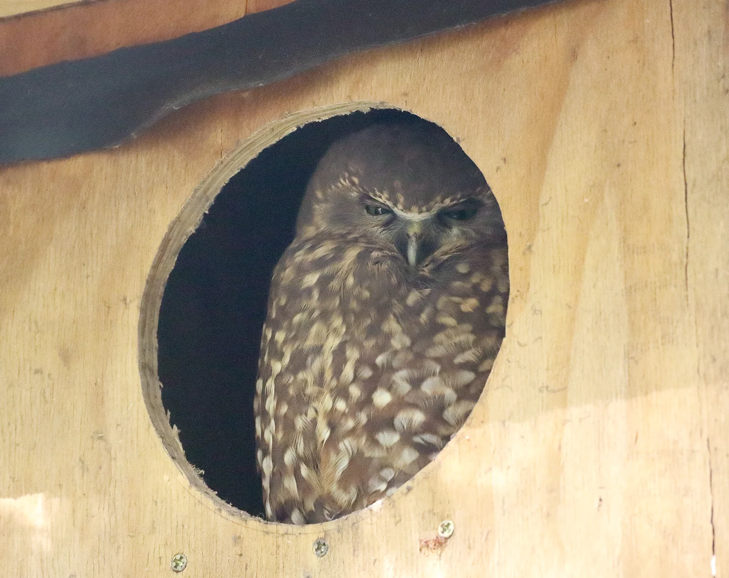 South Island Trip - Part 7 - Awakening an Owl