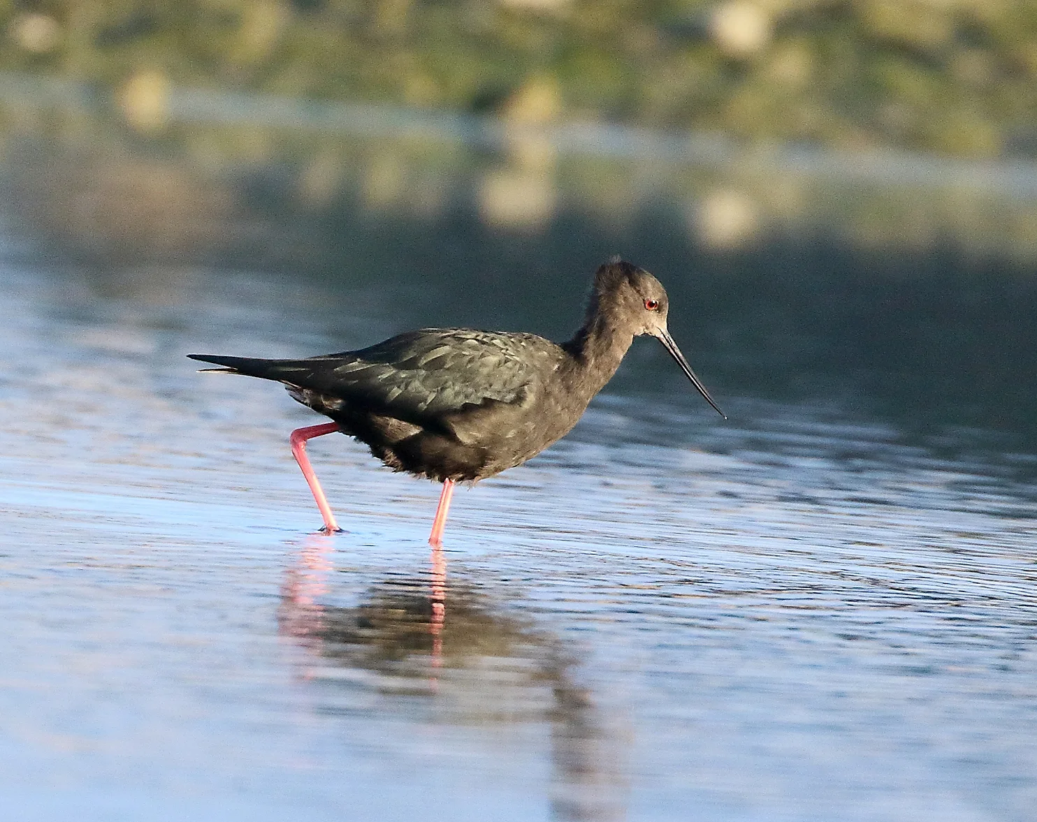 South Island Trip part 8 - A rare Black Stilt