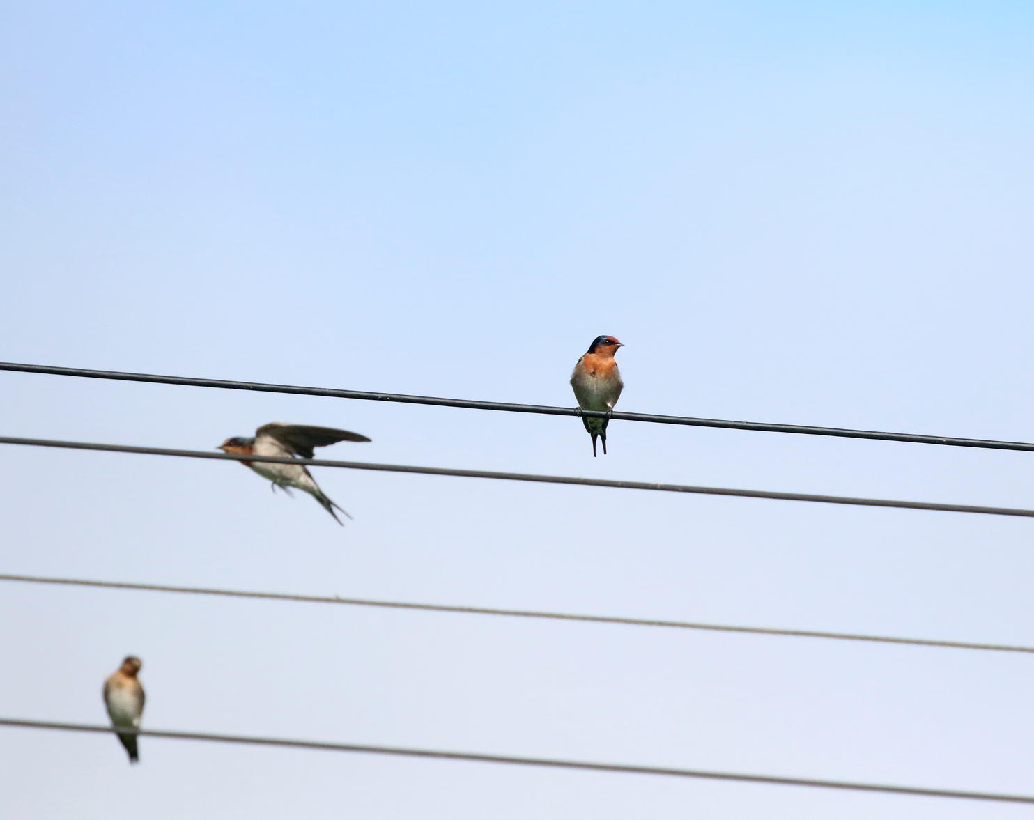 1V8A5744 swallows on wire.JPG