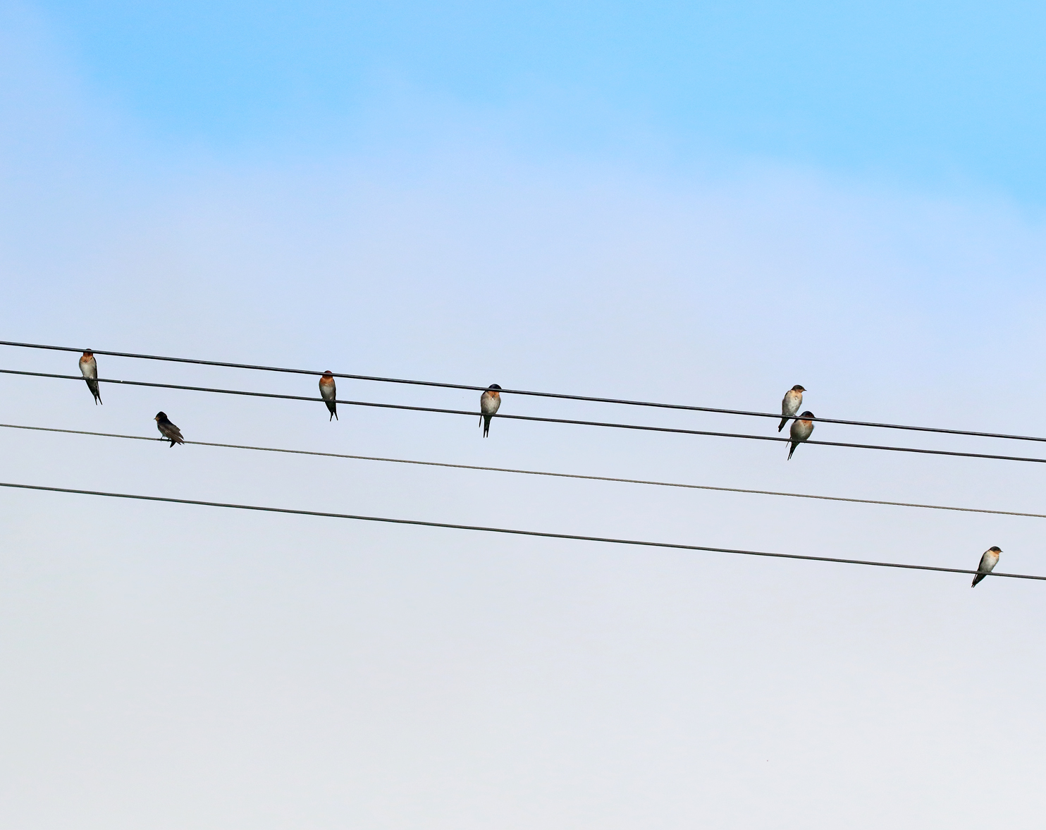 1V8A5718 swallows on wire.JPG