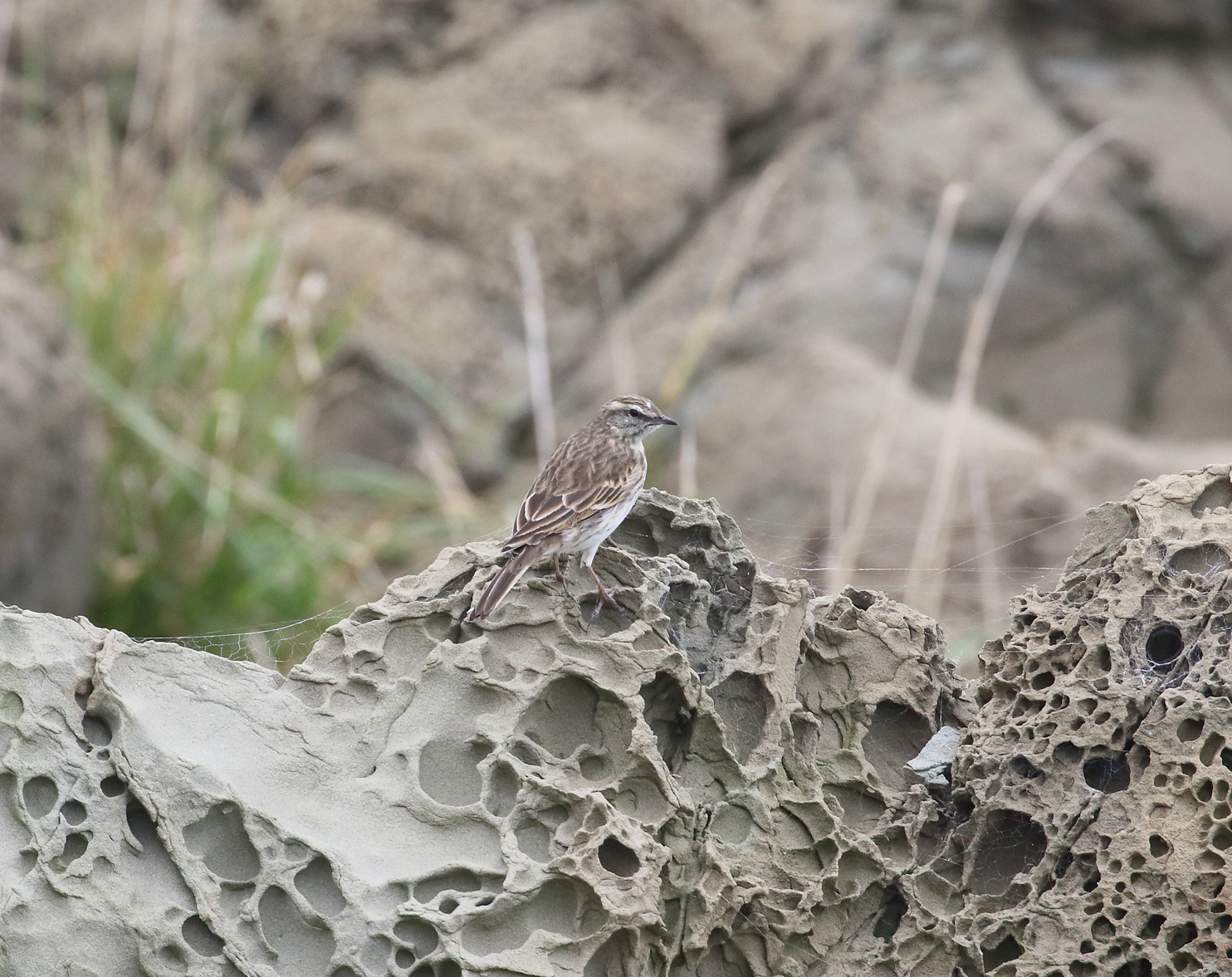 1V8A5833 pipit on rock.JPG