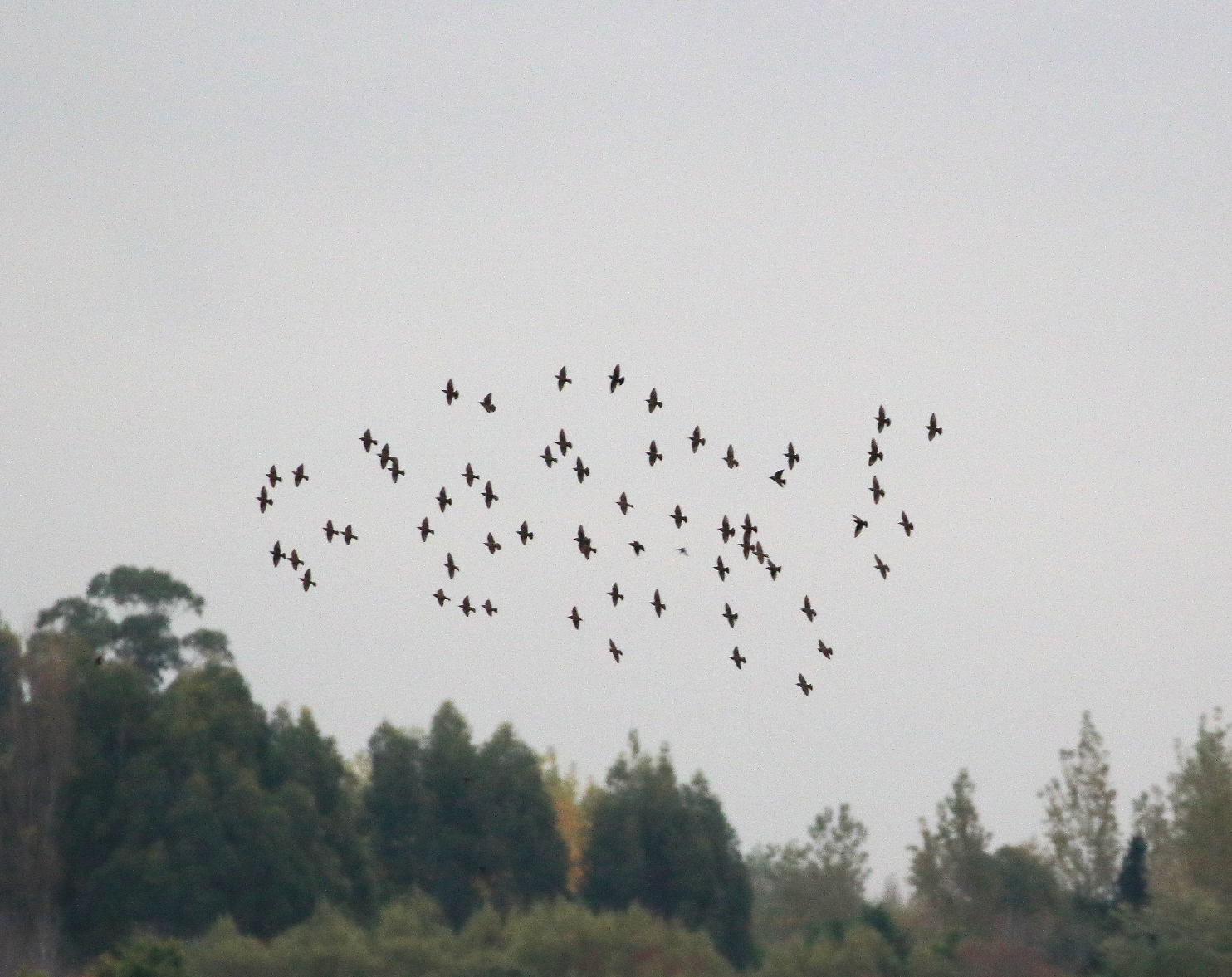 1V8A5902 starlings.JPG