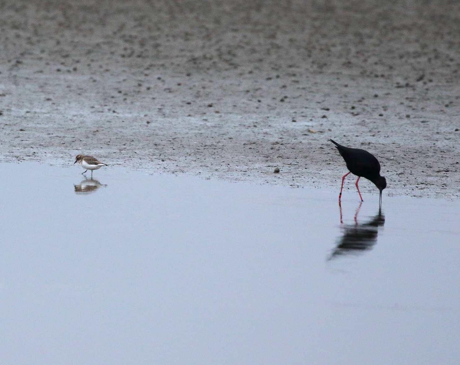 1V8A6020 stilt and dotterel bad.JPG