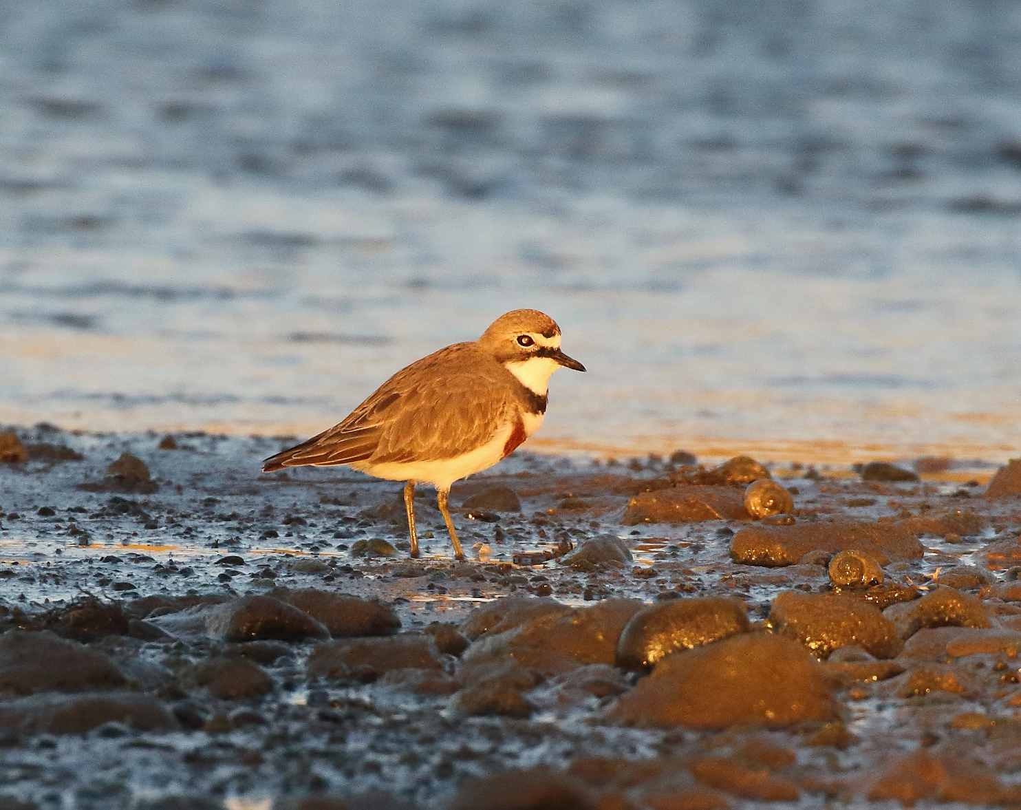 1V8A6625 banded dotterel sunset.JPG