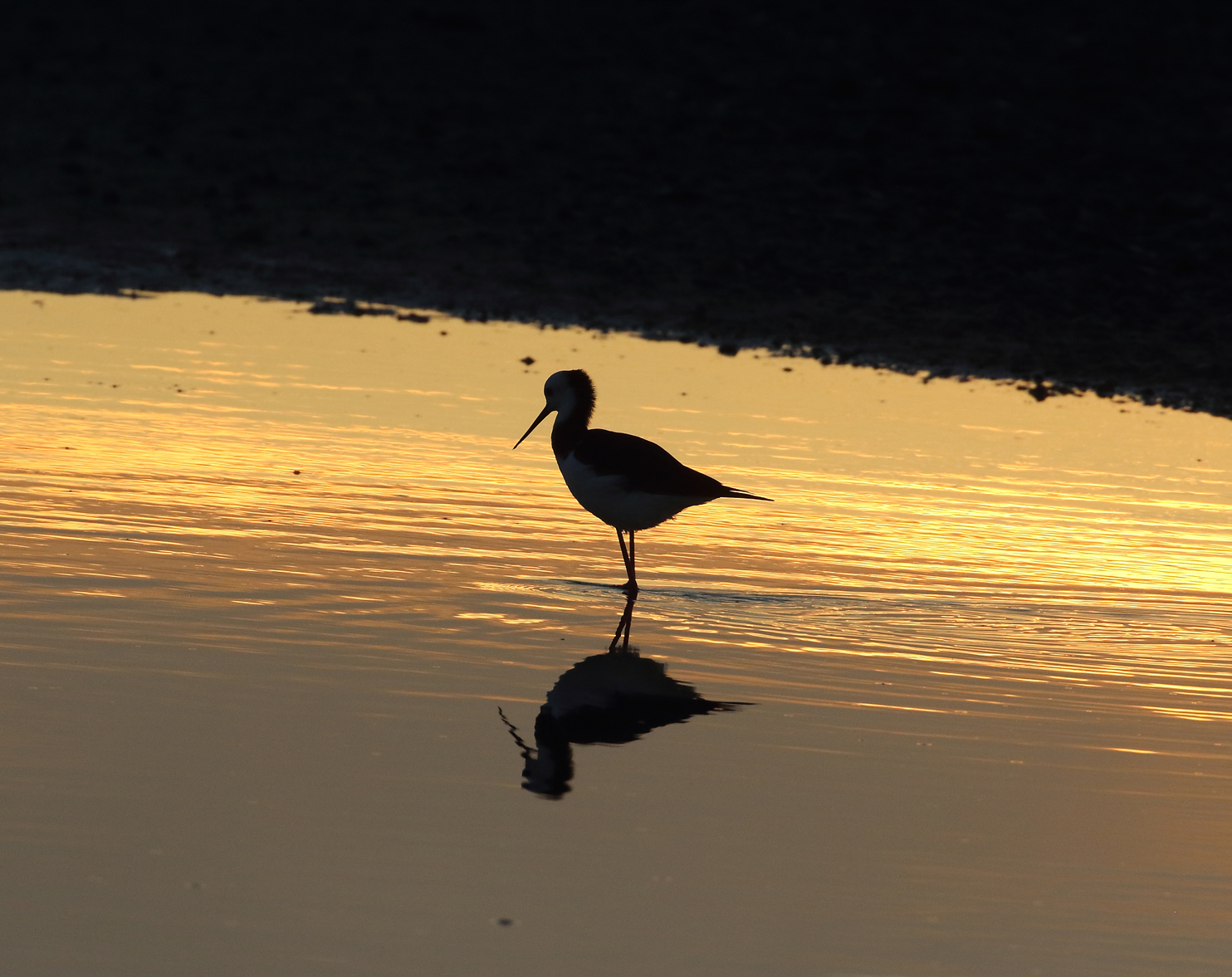 1V8A6671 pied stilt sunset.JPG