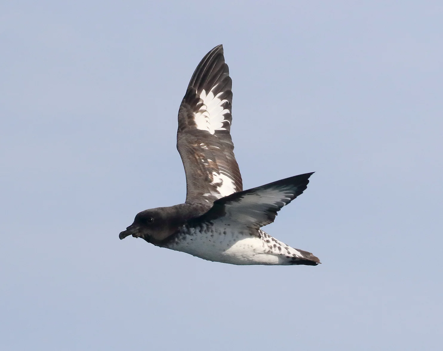 South Island Trip Part 9 - Albatross Encounter