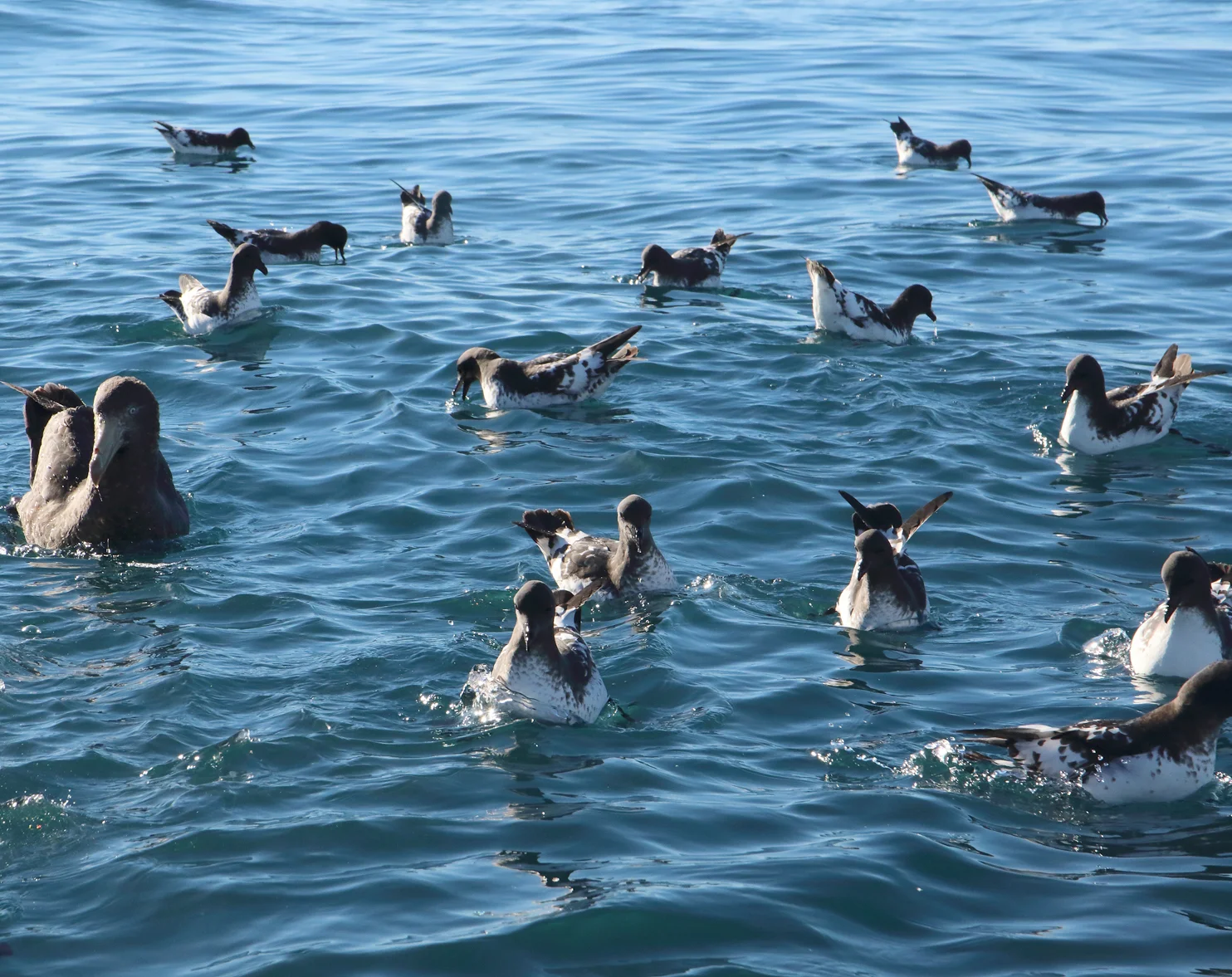 South Island Trip Part 10 - Albatross Encounter