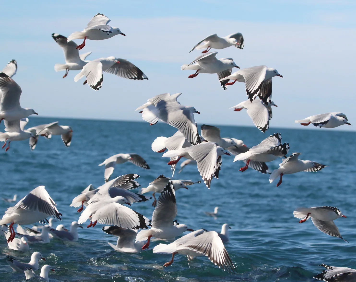 South Island Trip - Part 12 - Albatross Encounter