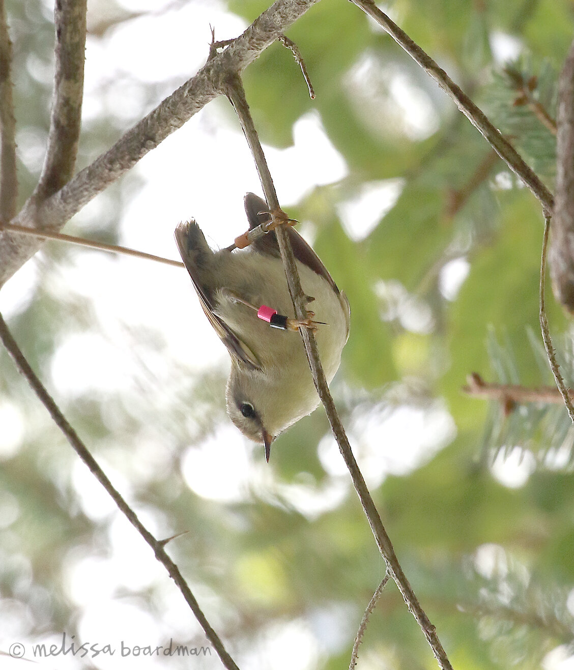 share1V8A8007 rifleman tieke track zealandia.jpg