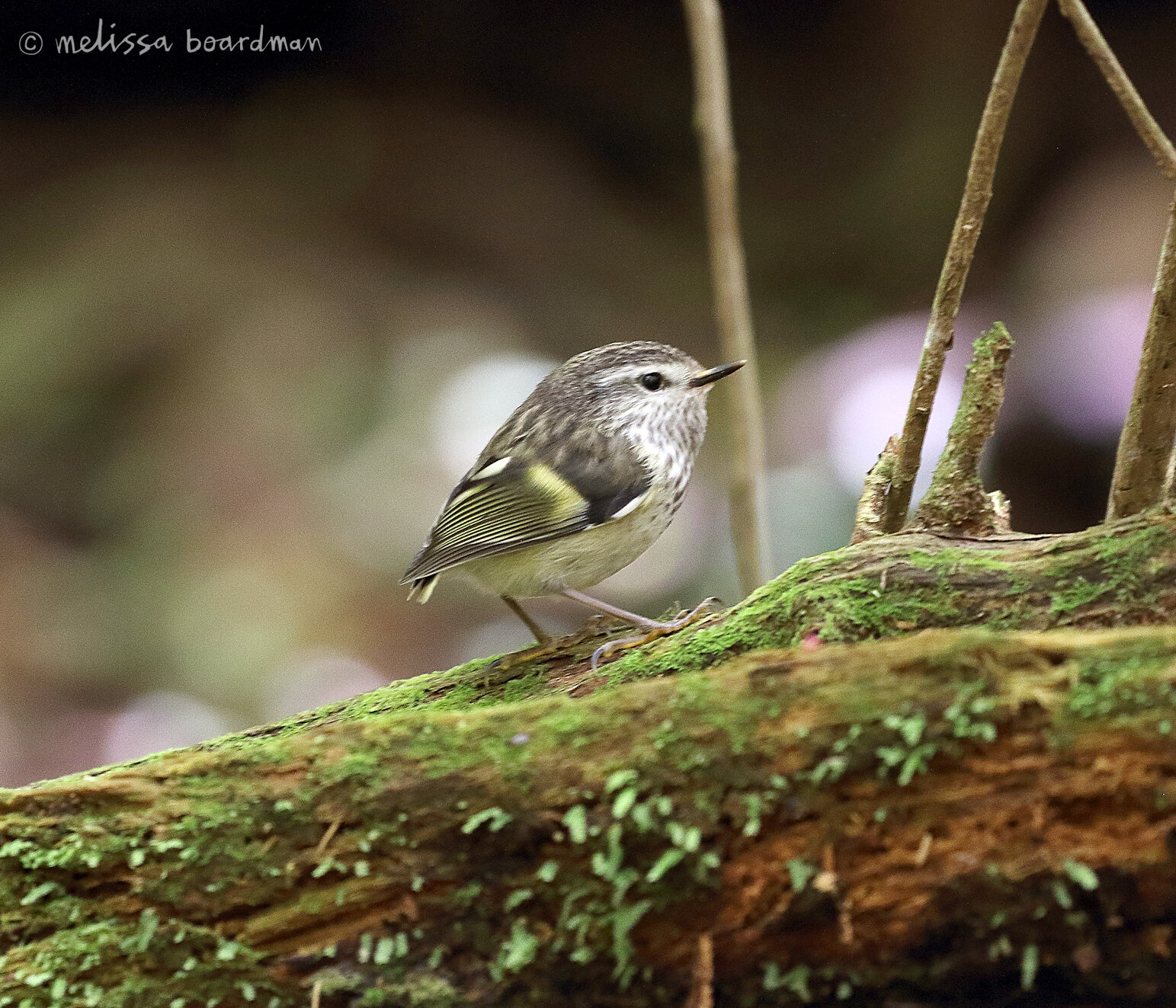 melissa boardman titipounamu chick zealandia 02.JPG