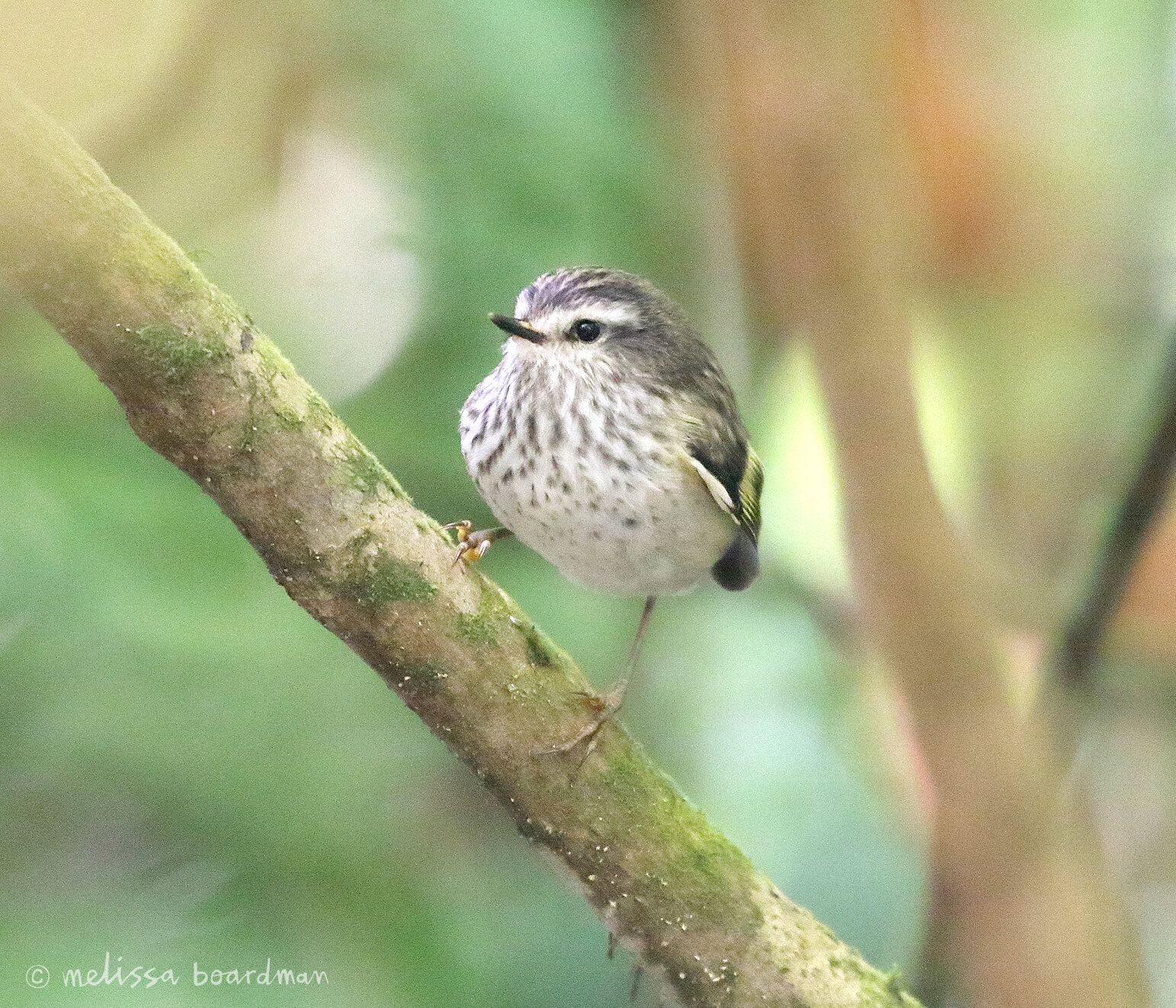 melissa boardman titipounamu chick zealandia 03.jpg