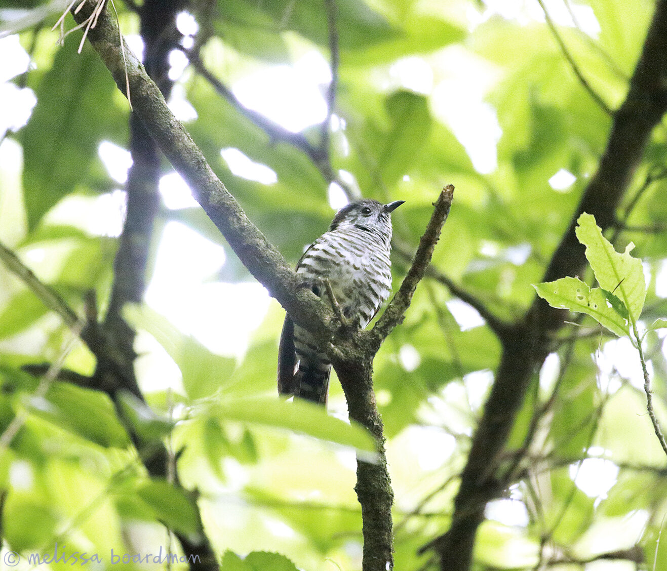 1V8A9913 cuckoo zealandia.JPG