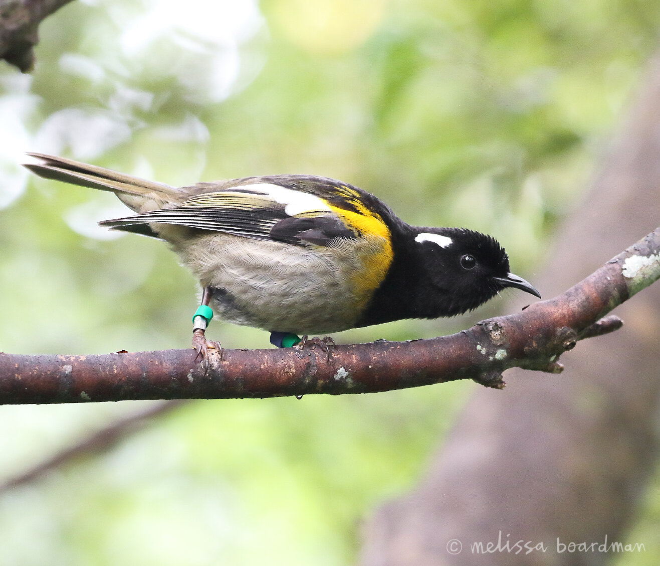 1V8A7692 male hihi zealandia.JPG