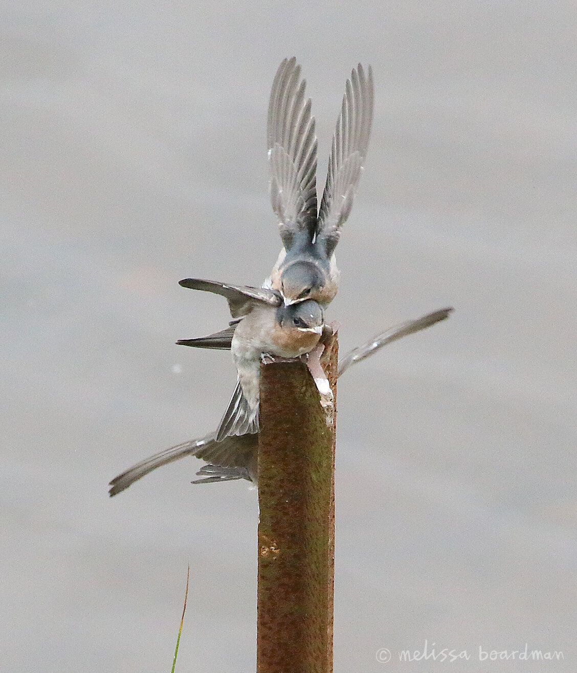 swallows zealandia.jpg