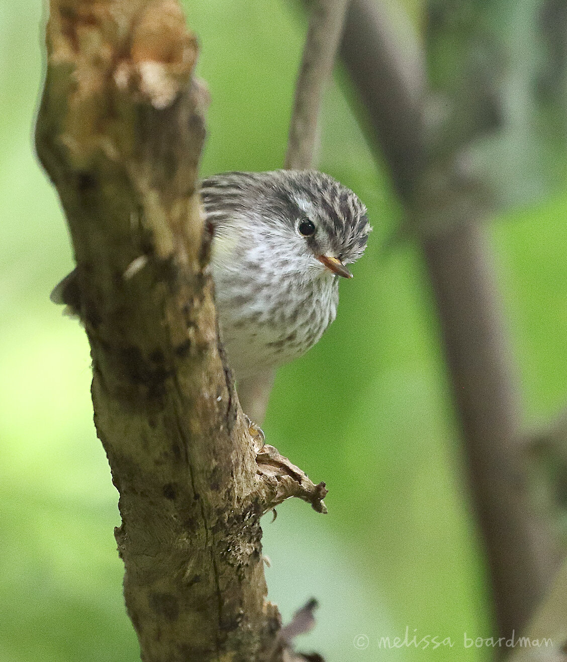 rifleman baby zealandia.jpg