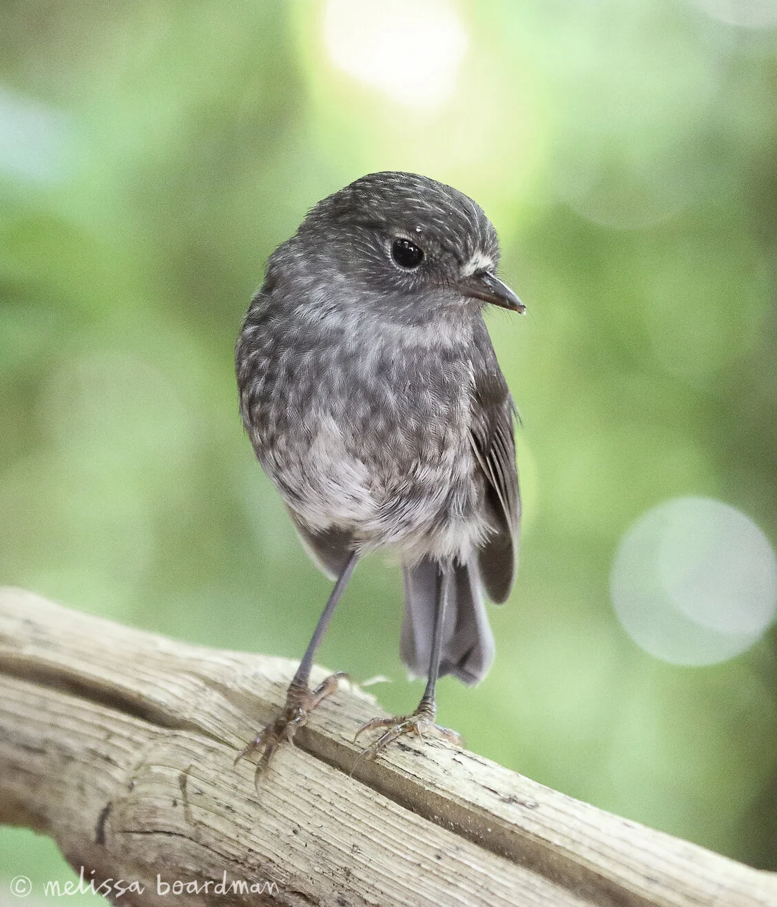 A bushy adventure - part 2