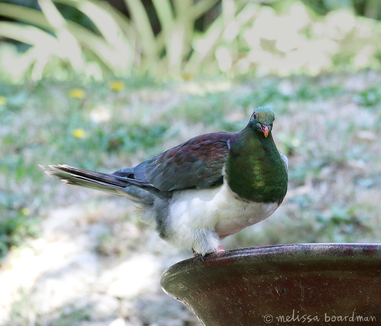 melissa boardman kereru bird bath 02.jpg