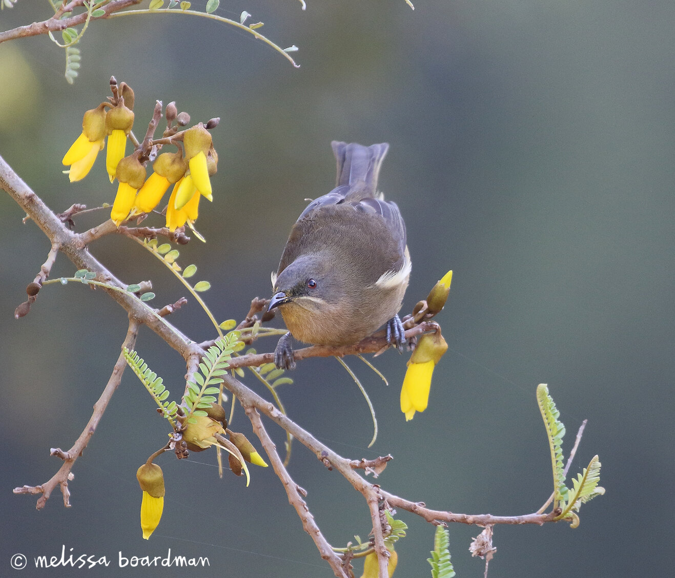 melissa boardman female bellbird 1.jpg