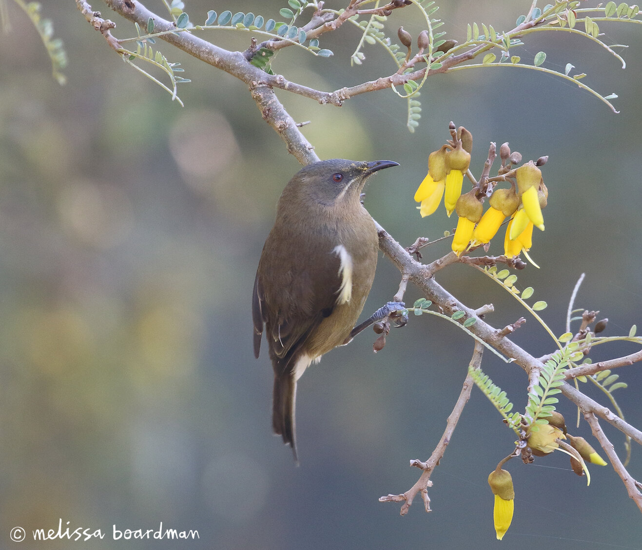 melissa boardman female bellbird 3.jpg