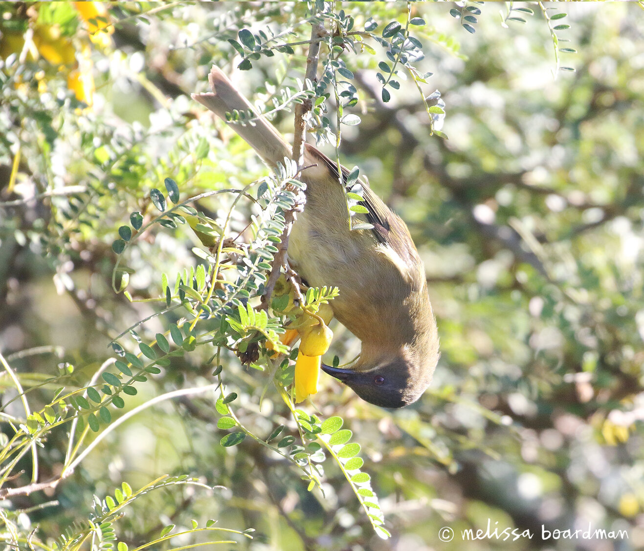 melissa boardman female bellbird 6.jpg