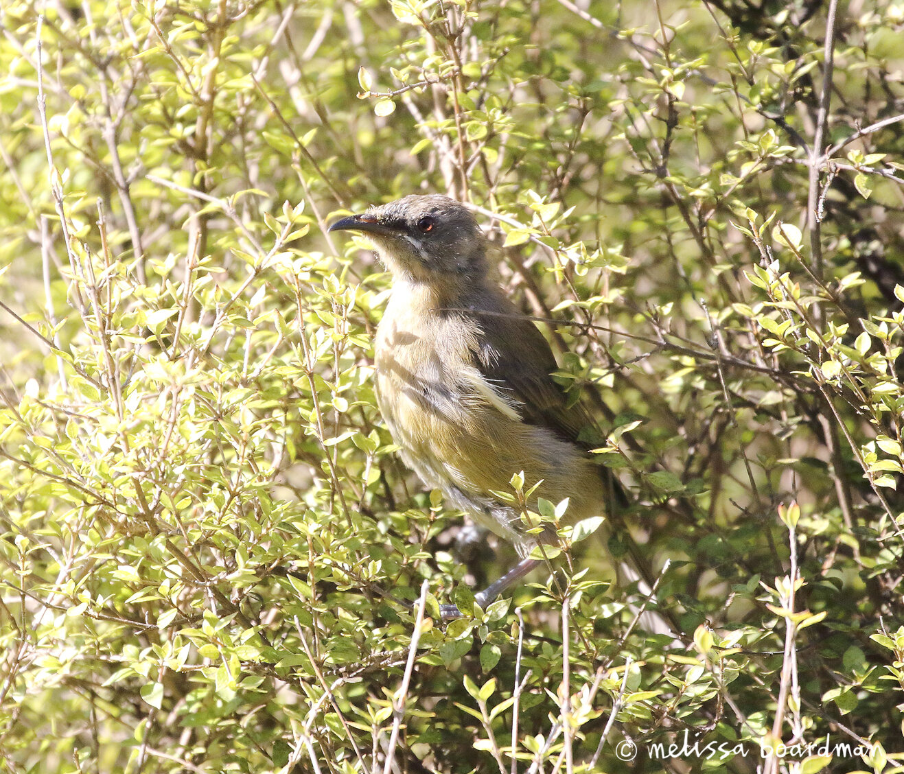 melissa boardman scruffy bellbird 2.jpg