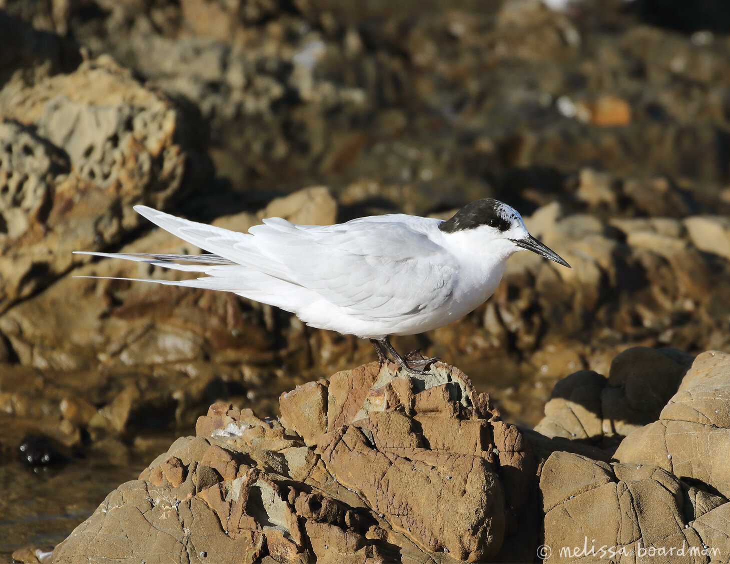 tara/white-fronted tern