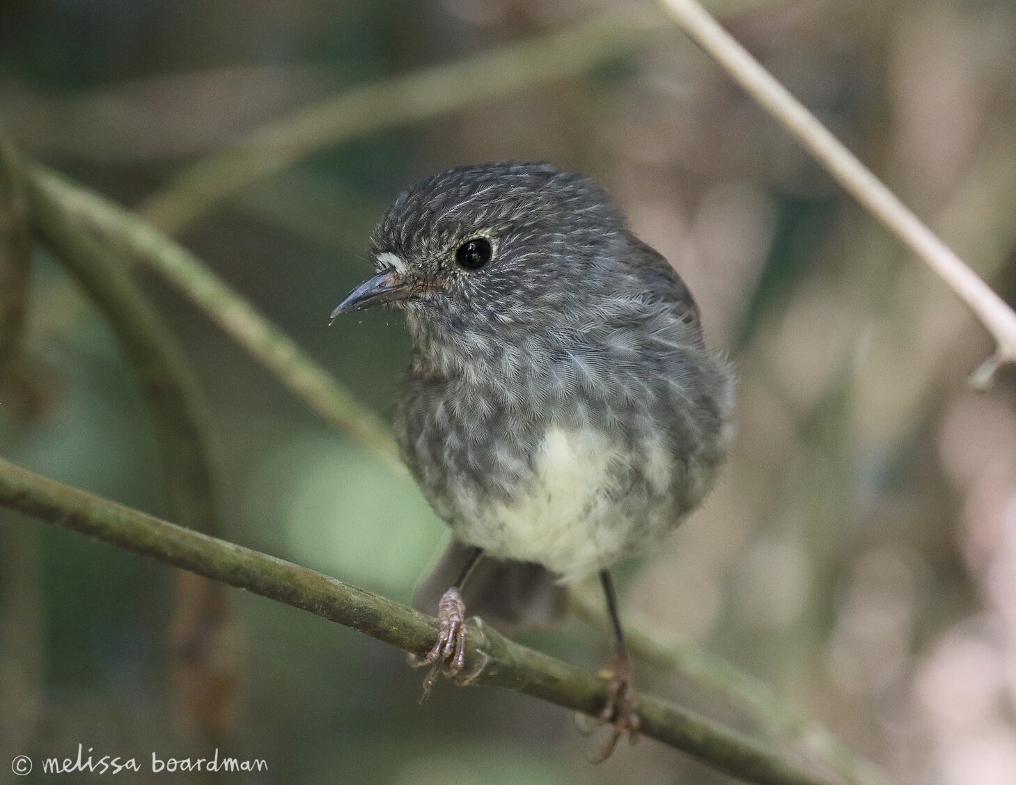 toutouwai/robin