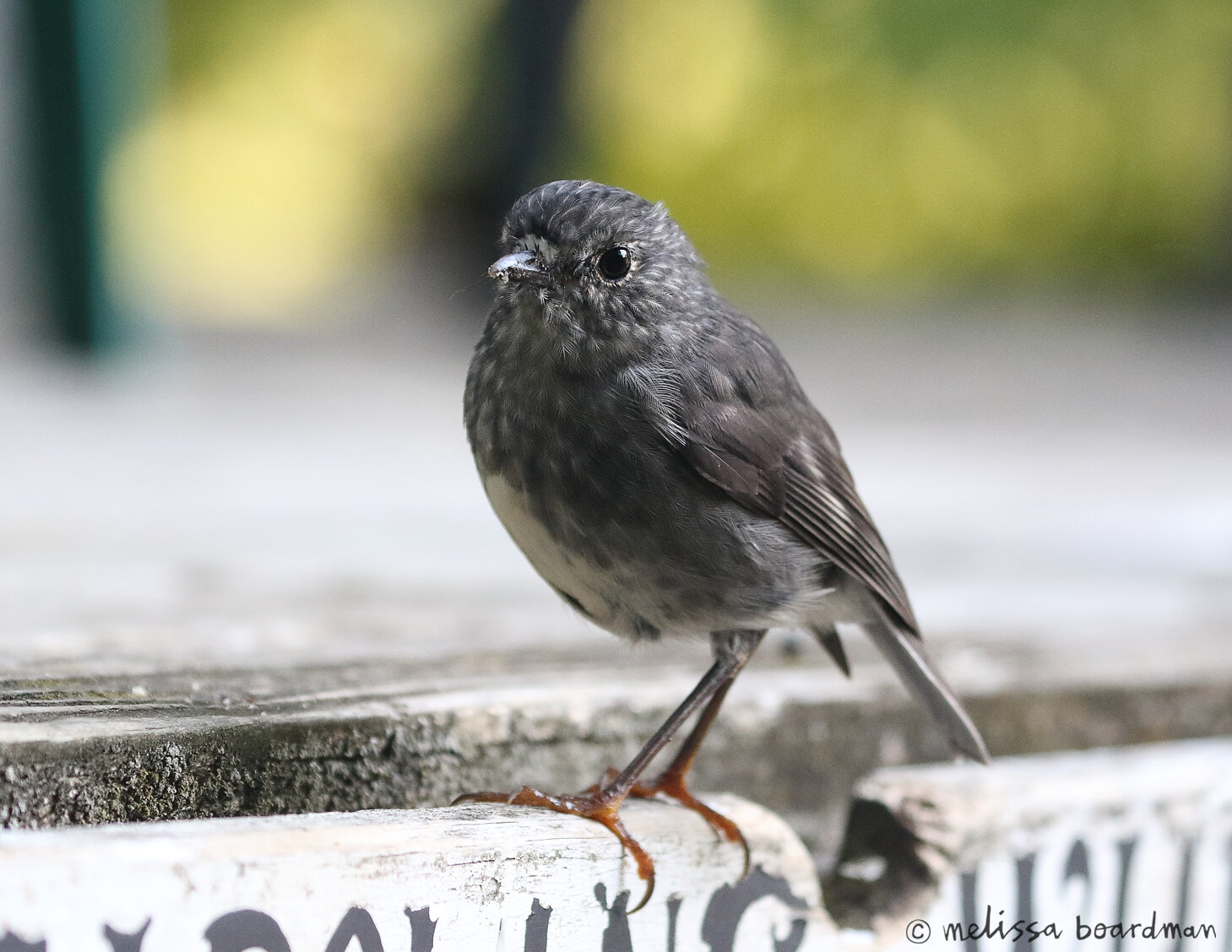 toutouwai/robin