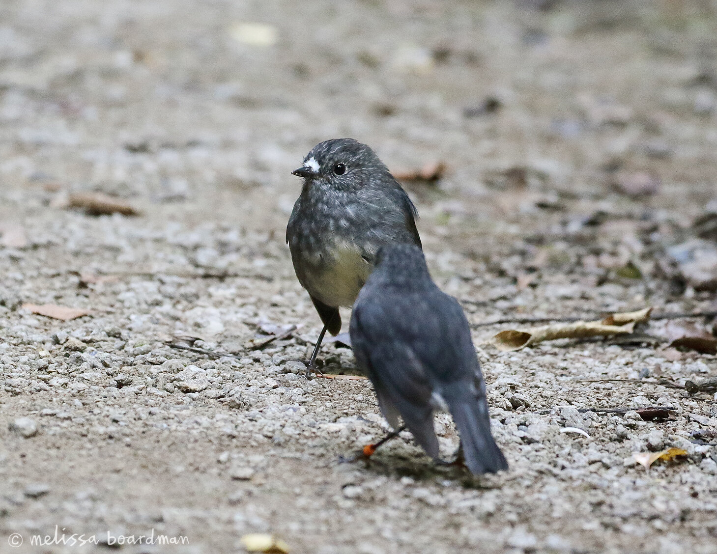 toutouwai/robin