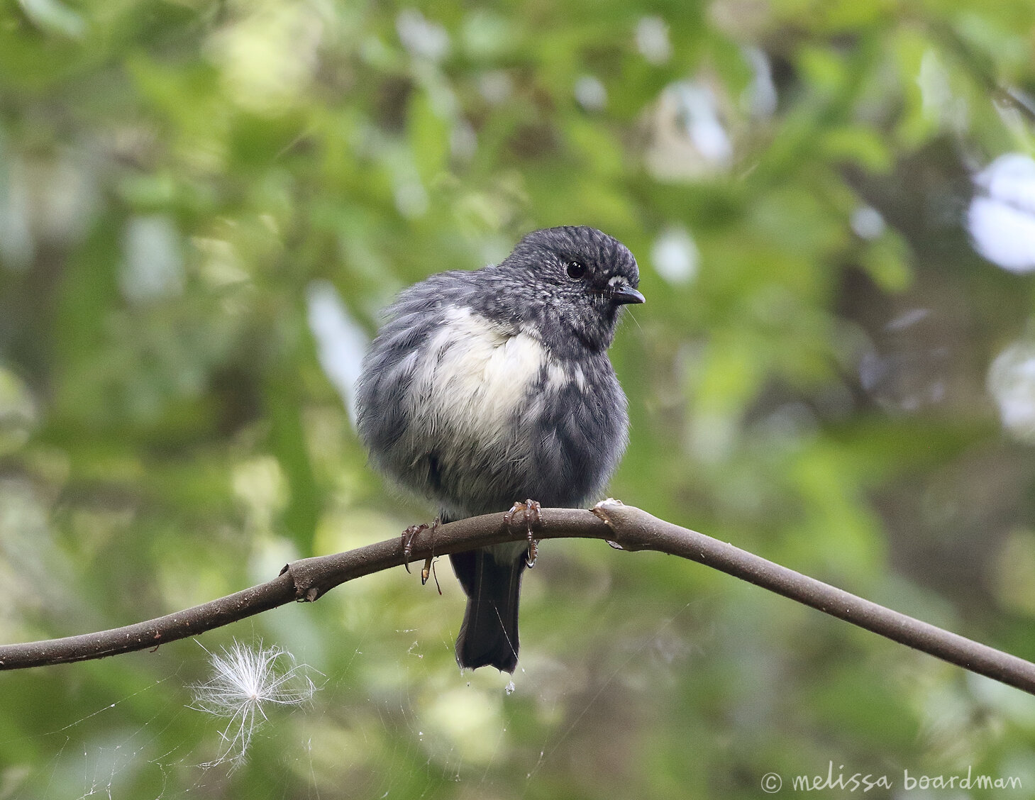 toutouwai/robin