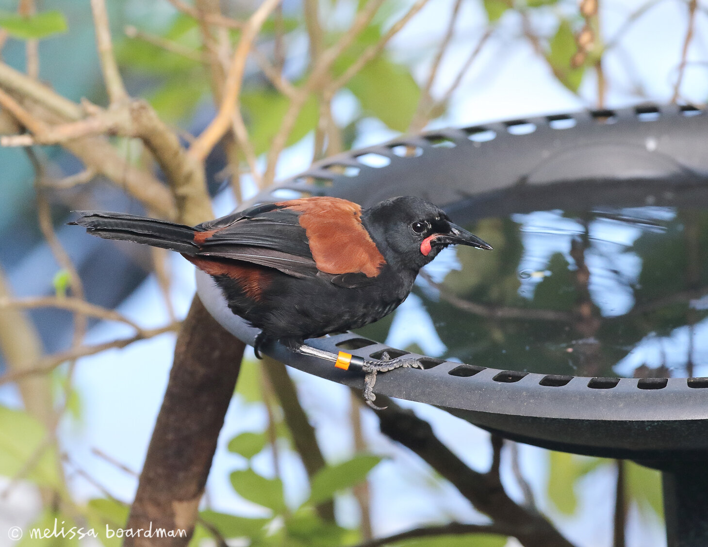 tīeke/saddleback