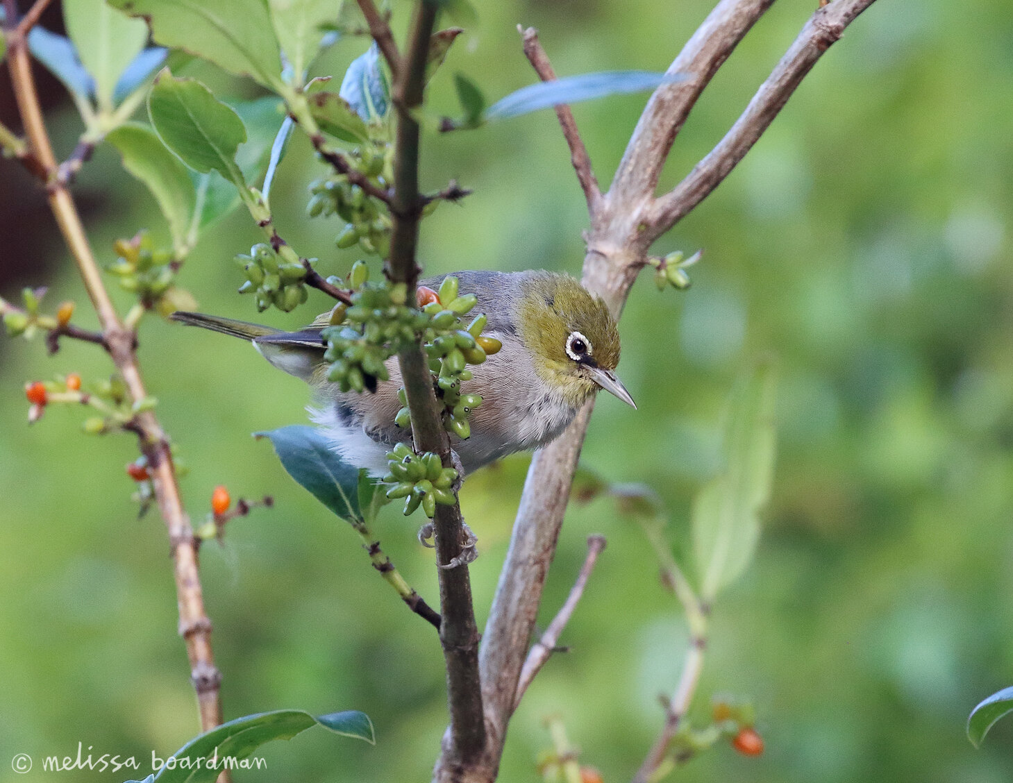 tauhou/waxeye